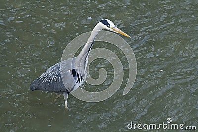 Great gray heron hunting. Stock Photo