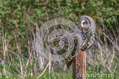 Great gray owl perched in an unusual pose Stock Photo