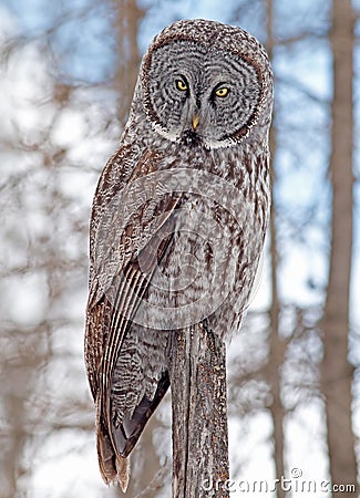 Great Gray Owl Stock Photo