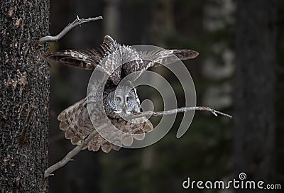 Great Gray Owl on a Tree Branch Stock Photo