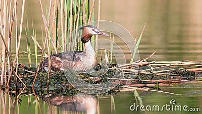 Great grebe sits on a nest in spring Stock Photo
