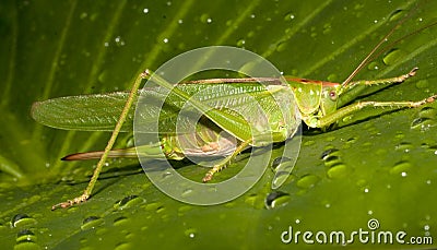 Great green bush-cricket / Tettigonia viridissima Stock Photo