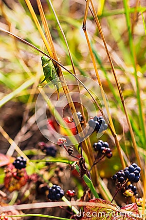 The Great Green Bush-Cricket Stock Photo