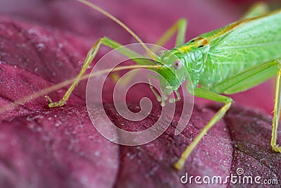 Great green grasshopper on red leave, macro Stock Photo