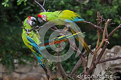 Great green macaw Ara ambiguus Stock Photo