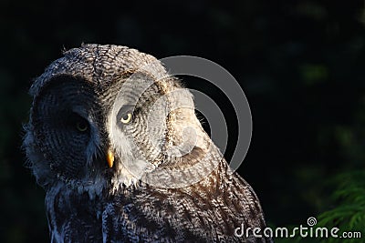 Great grey owl Stock Photo