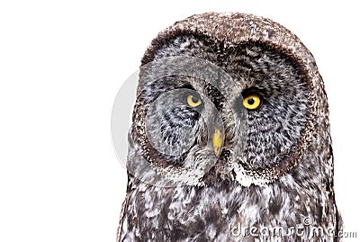 Great Grey Owl Stock Photo