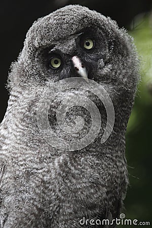 Great grey owl Stock Photo