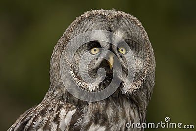 Great grey owl Stock Photo