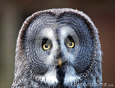 Great grey Owl Stock Photo