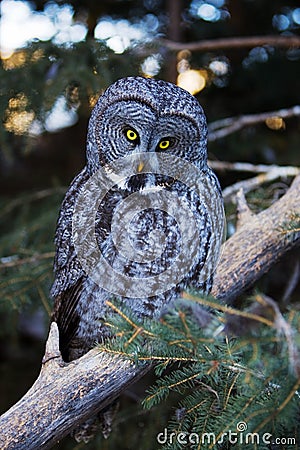 Great grey owl Stock Photo