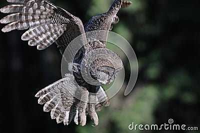 Great Grey Owl in-flight Stock Photo