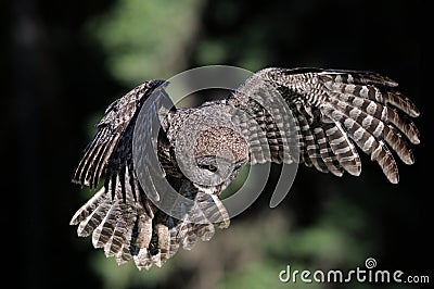 Great Grey Owl in-flight Stock Photo