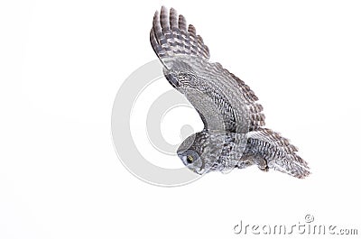 Great grey owl (Strix nebulosa) isolated against a white background hunting over a snow covered field in Canada Stock Photo