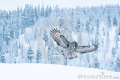 Great grey owl flying in wintery taiga forest in Lapland Stock Photo