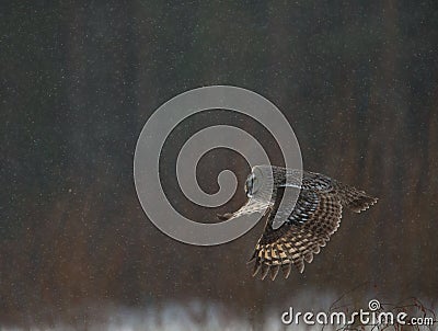 Great Grey Owl hunting Stock Photo