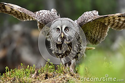 Great Grey Owl portrait, bird of prey Stock Photo