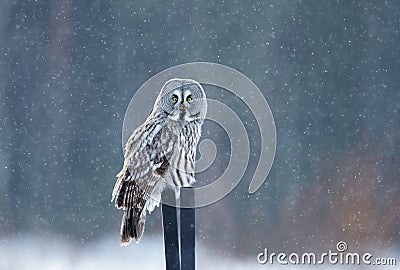 Great grey owl sitting on the post in the falling snow Stock Photo