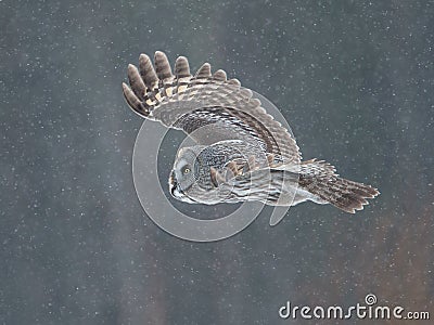 Great Grey Owl (Strix nebulosa) Stock Photo