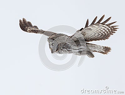 Great Grey Owl (Strix nebulosa) Stock Photo