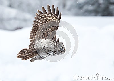 Great Grey Owl (Strix nebulosa) Stock Photo