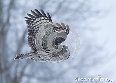 Great Grey Owl (Strix nebulosa) Stock Photo