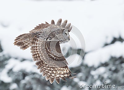 Great Grey Owl (Strix nebulosa) Stock Photo