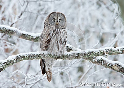 Great Grey Owl Strix nebulosa perched on a tree Stock Photo