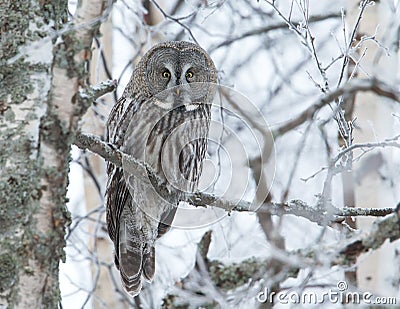 Great Grey Owl (Strix nebulosa) Stock Photo