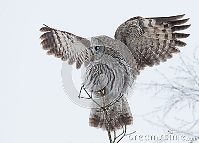 Great Grey Owl (Strix nebulosa) Stock Photo