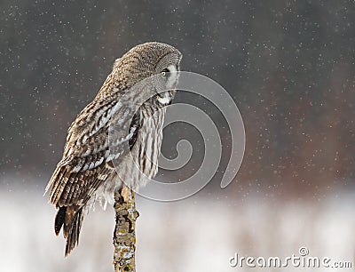 Great Grey Owl (Strix nebulosa) Stock Photo