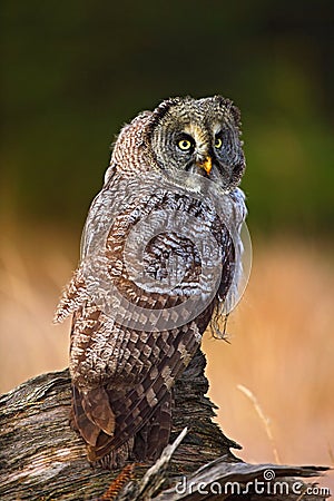 Great grey owl, Strix nebulosa, sitting on old tree trunk with grass, portrait with yellow eyes Stock Photo