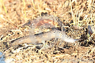 great grey slug or leopard slug on its way out of the sun Stock Photo