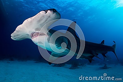 Great Hammerhead shark Bahamas Stock Photo