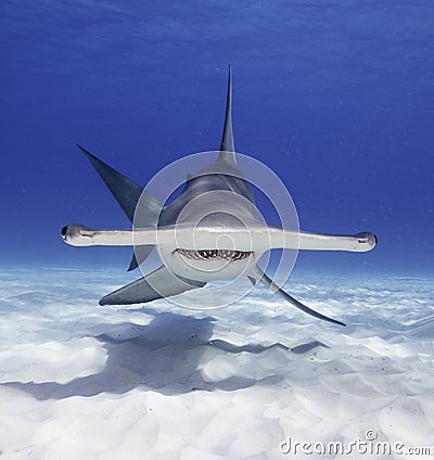 Great Hammerhead Shark Stock Photo