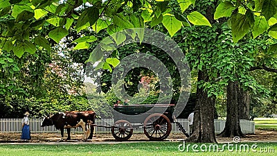 Historical Colonial Williamsburg oxen and cart Editorial Stock Photo