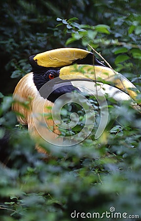 Great hornbill Stock Photo