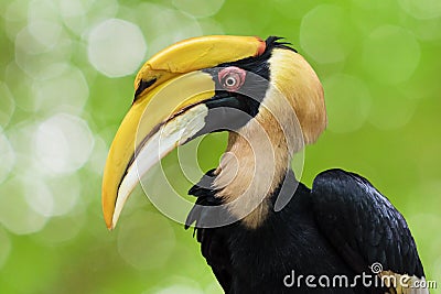 Great hornbill (Buceros bicornis), also known as the great Indian hornbill or great pied hornbill. Stock Photo