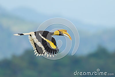 Great Hornbill Stock Photo