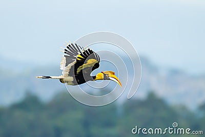 Great Hornbill (Buceros bicornis) Stock Photo
