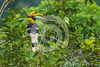 Great Hornbill holing branch of tree in forest Stock Photo