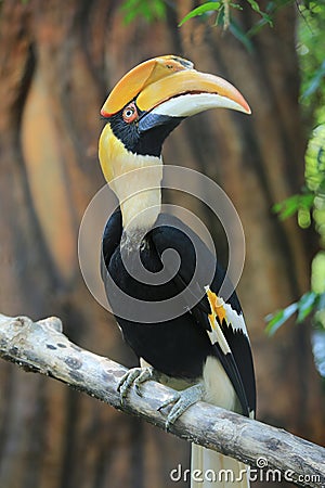 Great hornbill Stock Photo