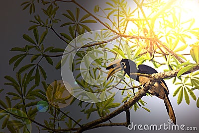 Great hornbill in kao Yai Stock Photo
