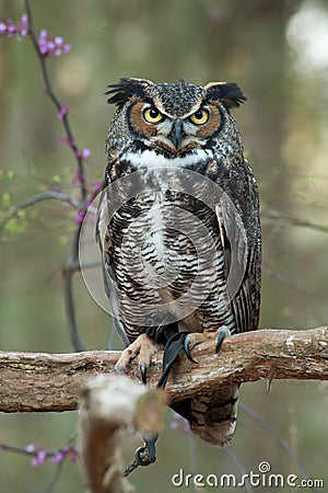 Great Horned Owl Stock Photo