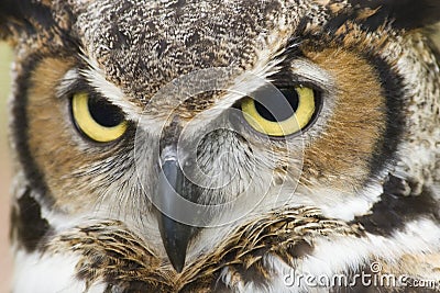 Great Horned Owl Eyes Stock Photo