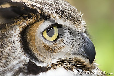 Great Horned Owl Stock Photo