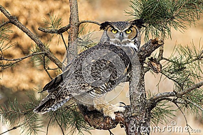 Great Horned Owl Stock Photo