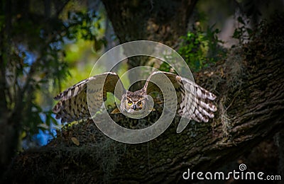 Great horned owl adult bubo virginianus flying towards camera from oak tree, yellow eyes fixed on camera, wings spread apart, bo Stock Photo