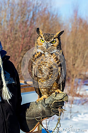 Great Horned Owl. Stock Photo