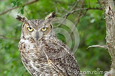 Great Horned Owl (Bubo virginianus) Stock Photo